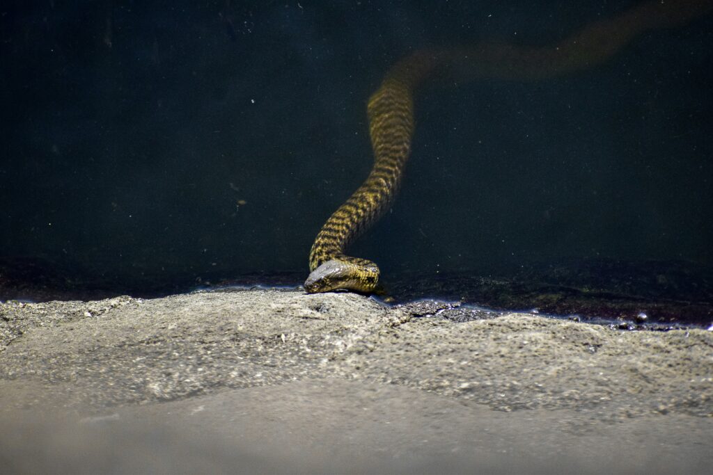 Automating Daily Tasks with Python: Real-World Use Cases