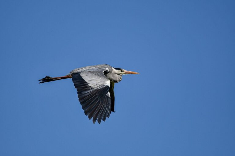 saeed khan global studies: a reader on issues and institutions