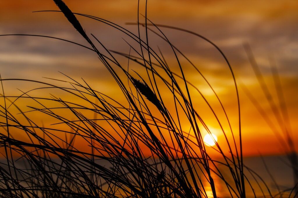 sarah j maas book release dates in order