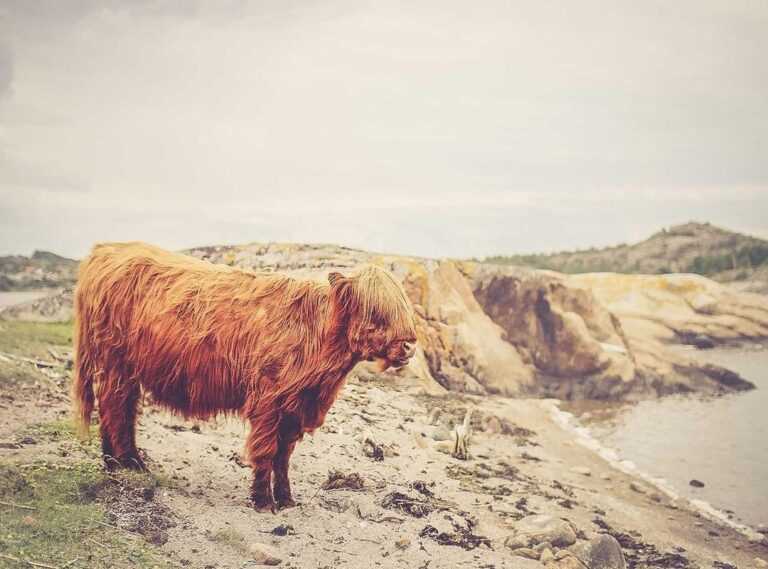 200 pesos mexicanos a pesos chilenos
