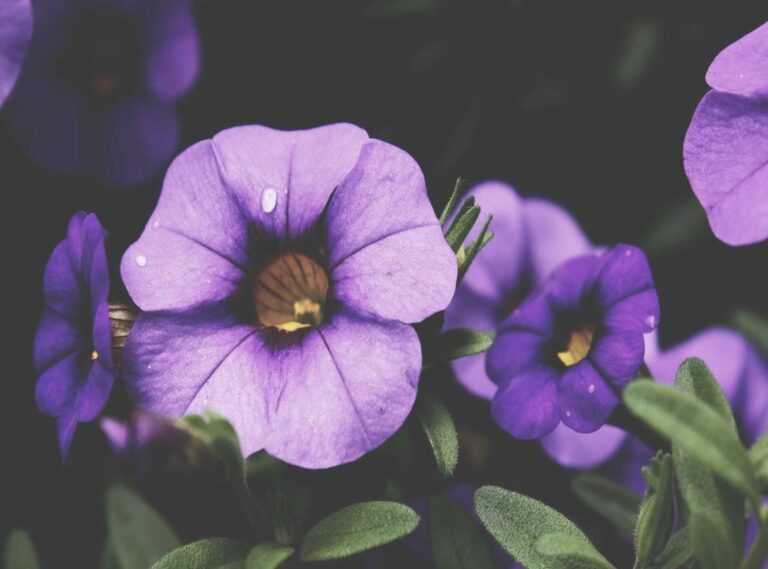 cheat ml hack damage 1 hit apk