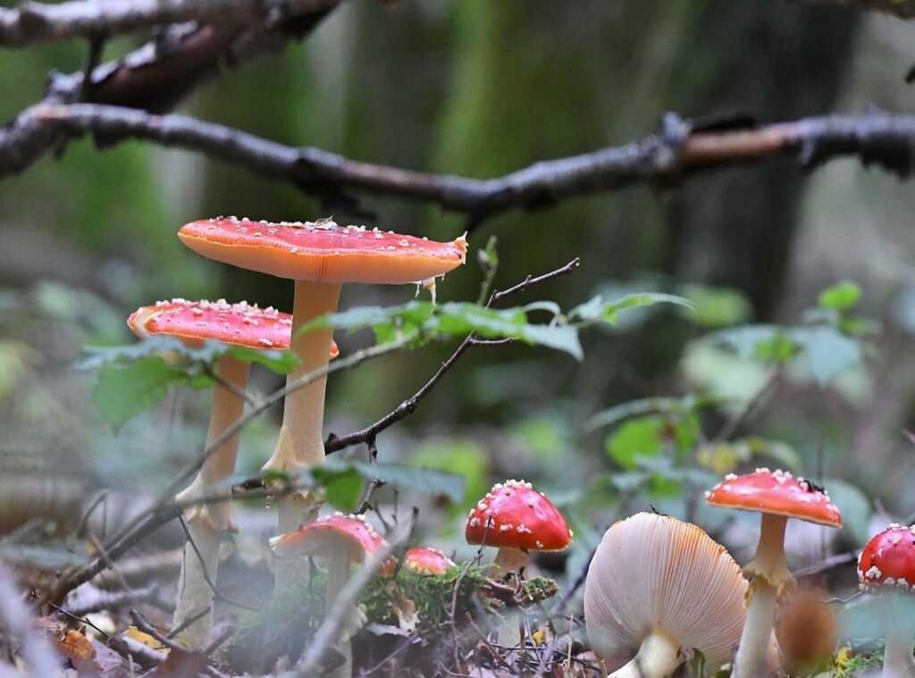 divertido zorionak zuri gif