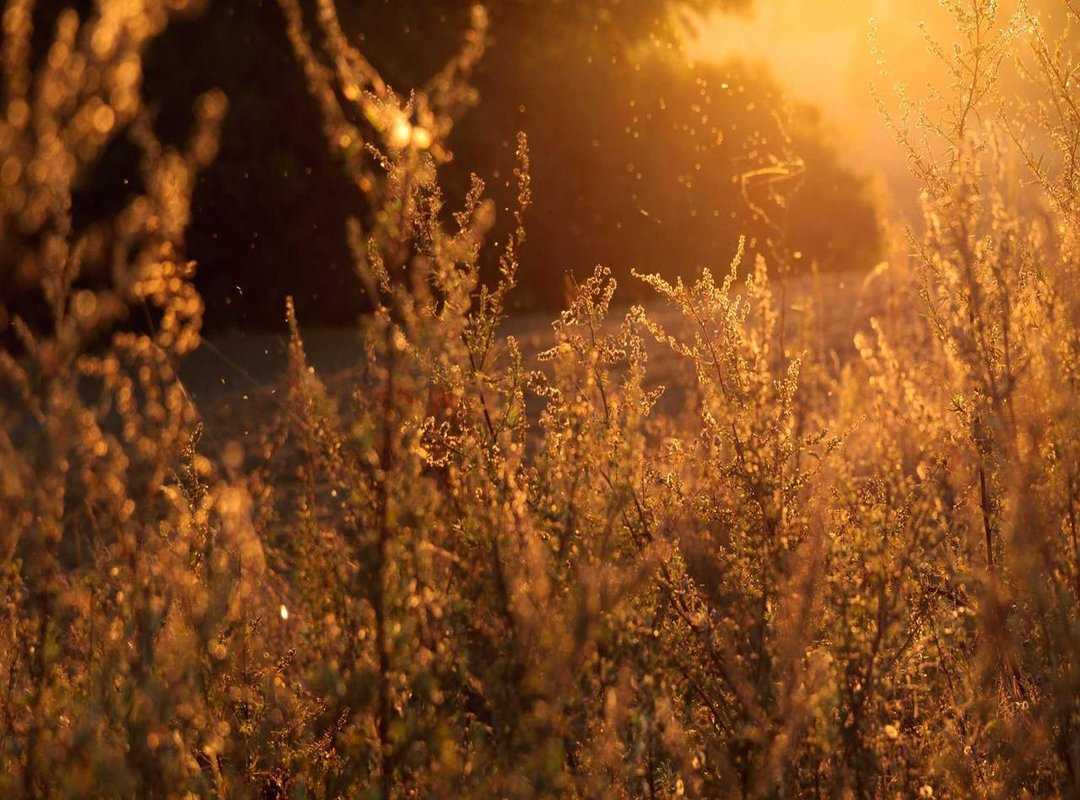 The Community: How to Get Involved